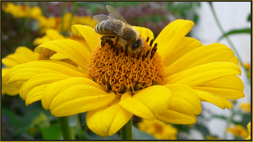 Bienchen