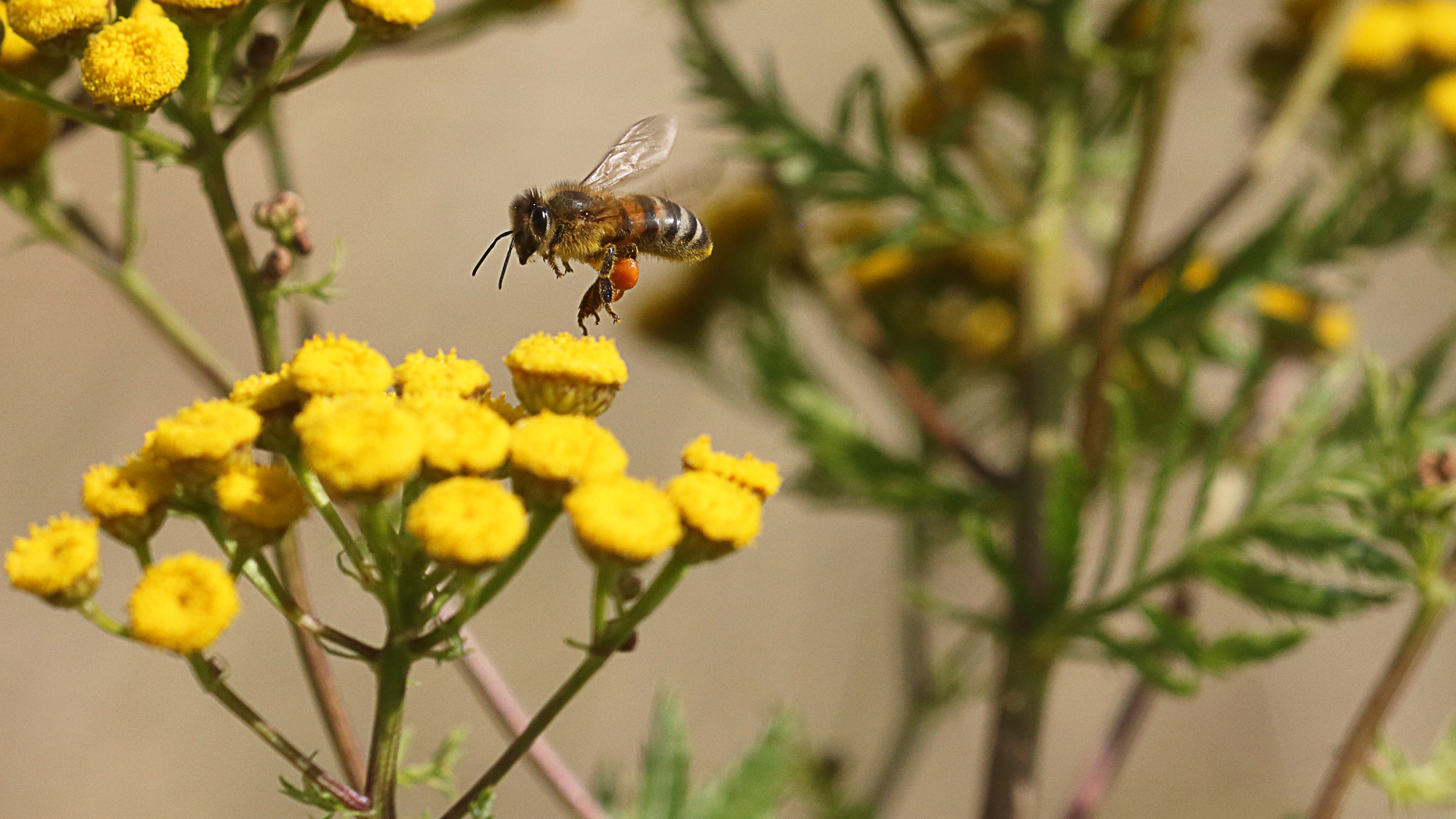 Bienchen