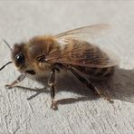 Bienchen 2