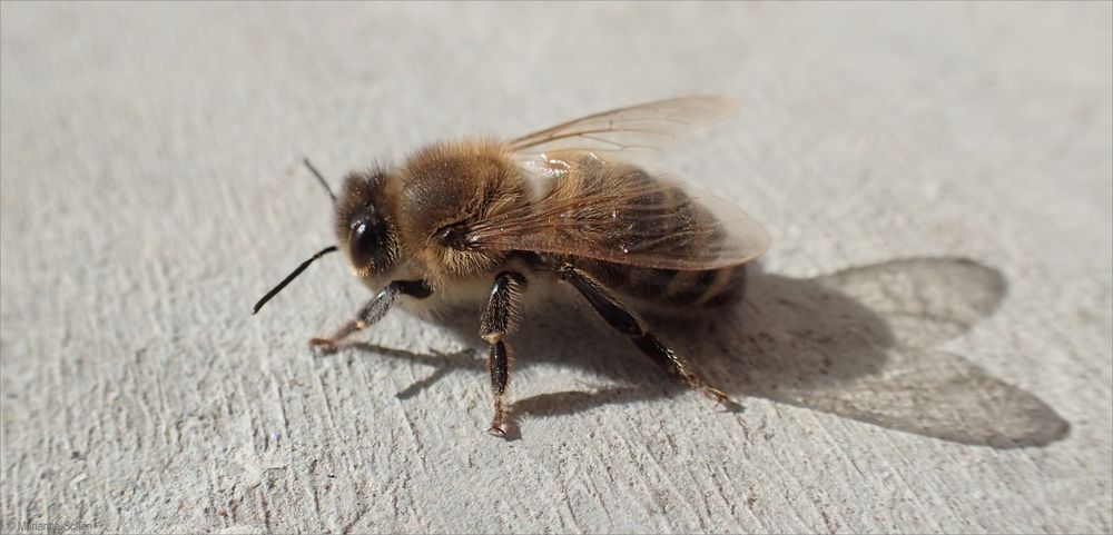 Bienchen 2