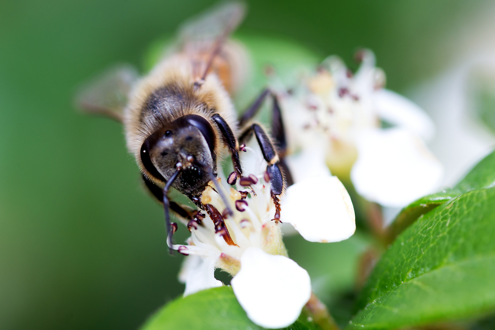 Bienchen 2