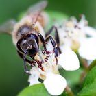 Bienchen 2