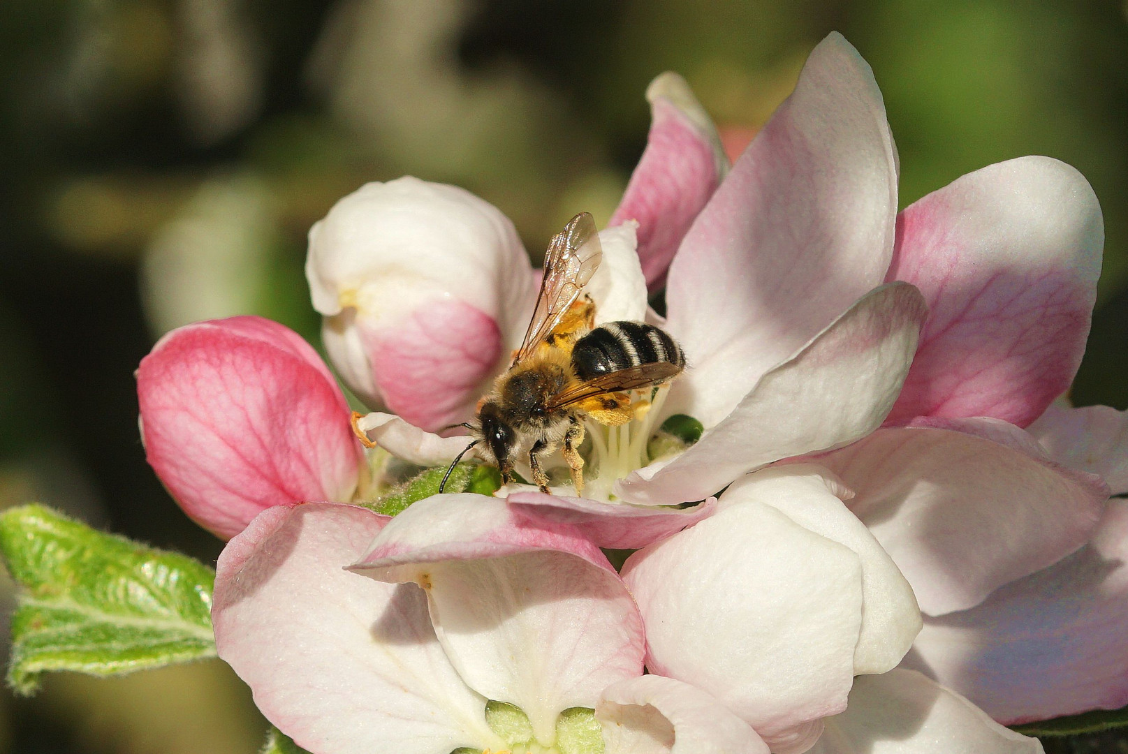 Bienchen 2