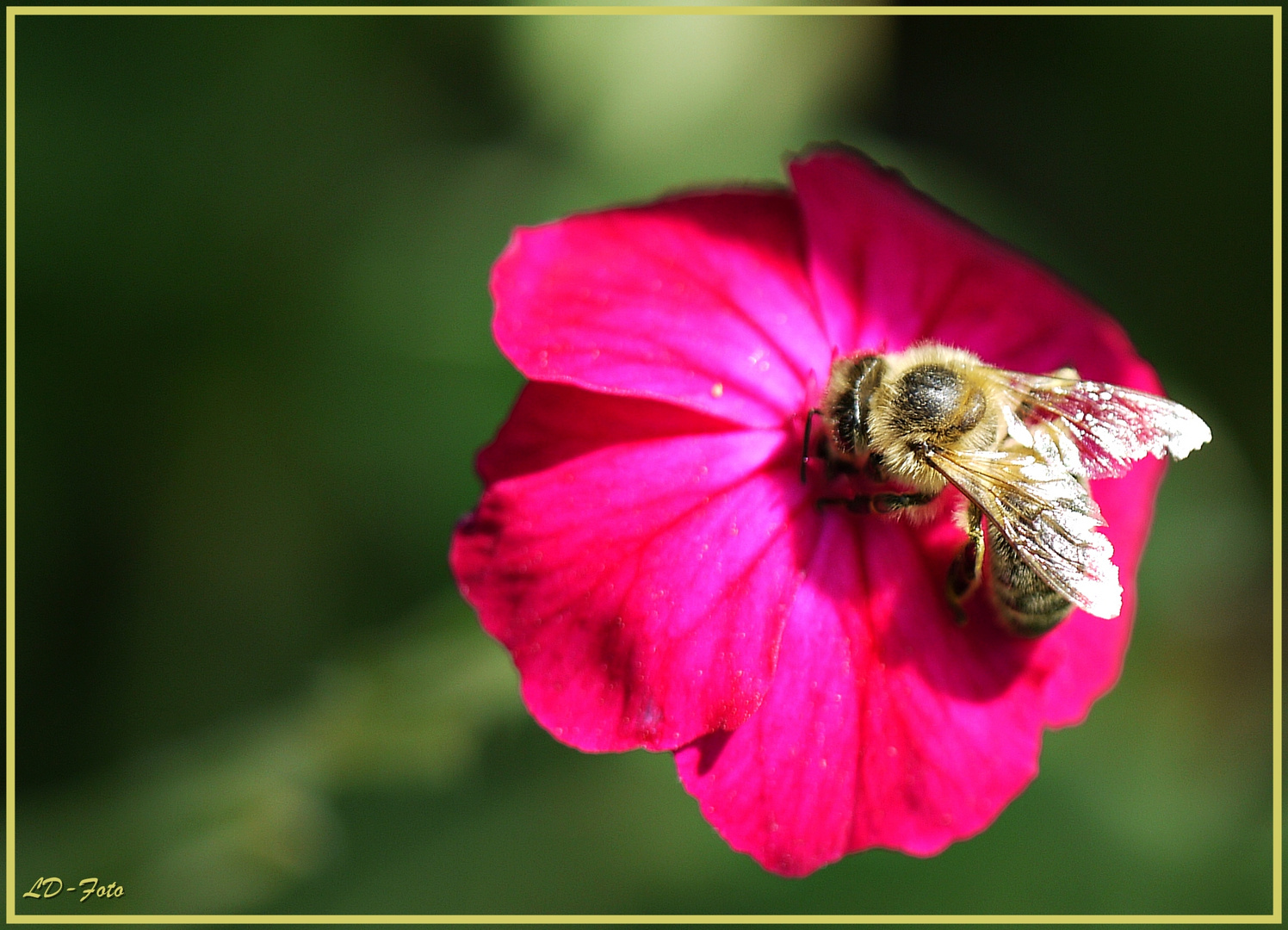 Bienchen 2