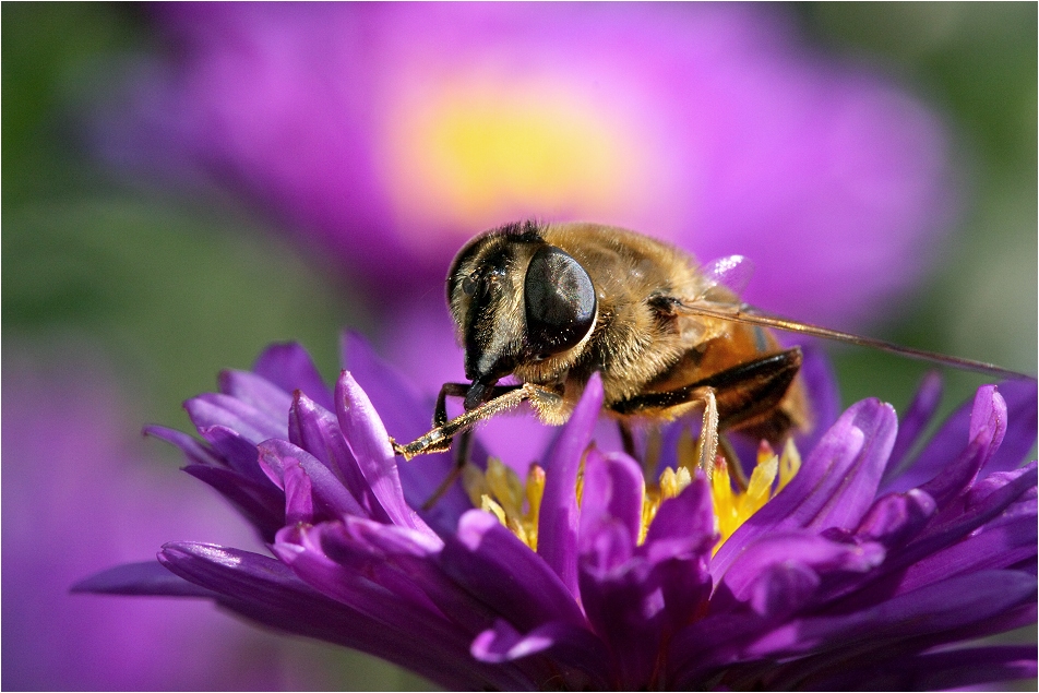 Bienchen 2