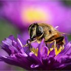 Bienchen 2