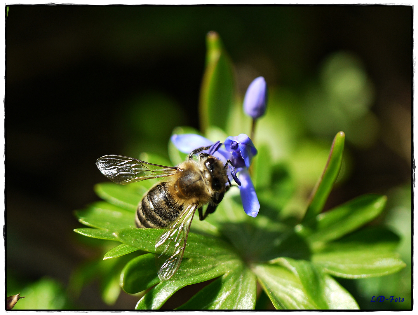 Bienchen 2