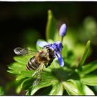 Bienchen 2