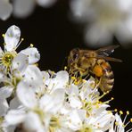 Bienchen 2/11