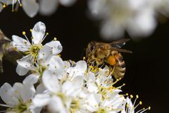 Bienchen 2/11