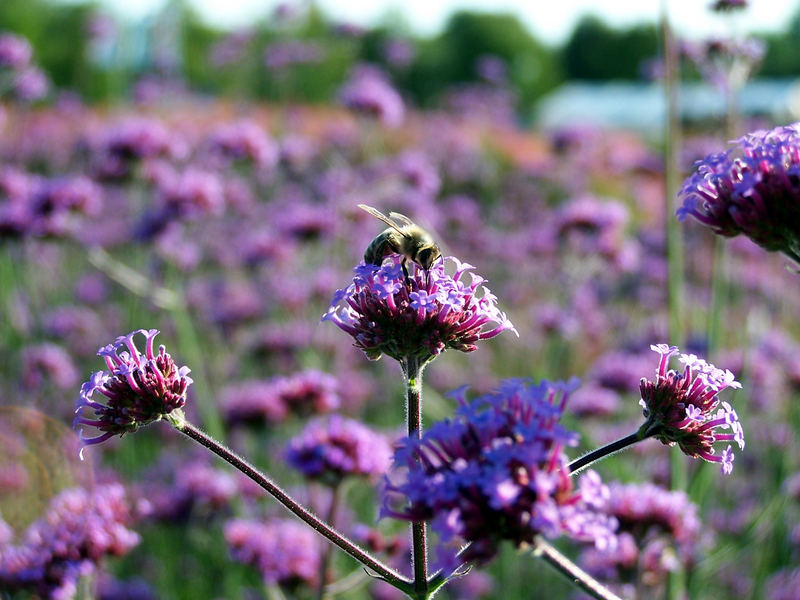 Bienchen