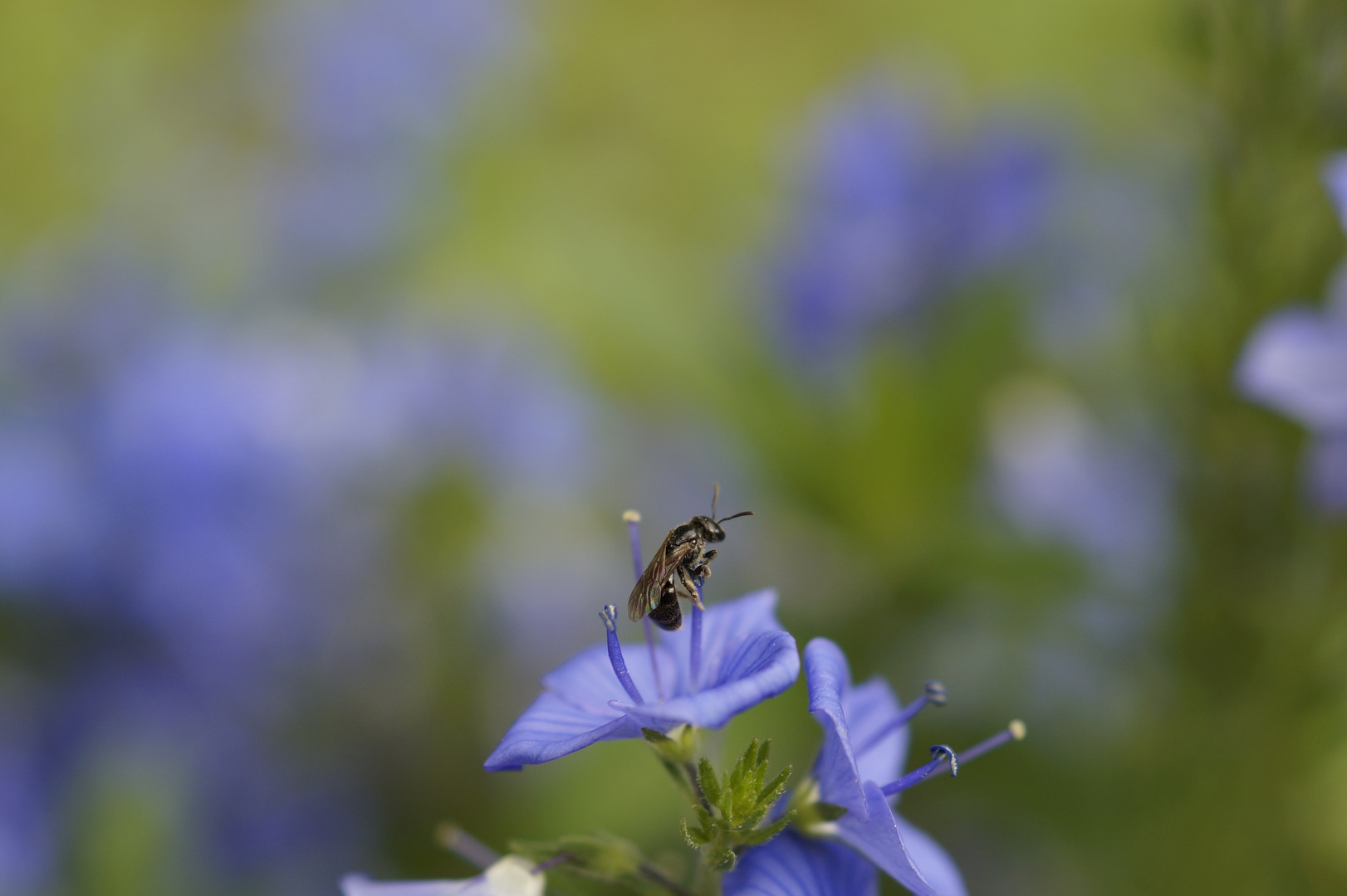 Bienchen