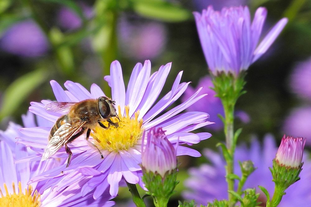 Bienchen