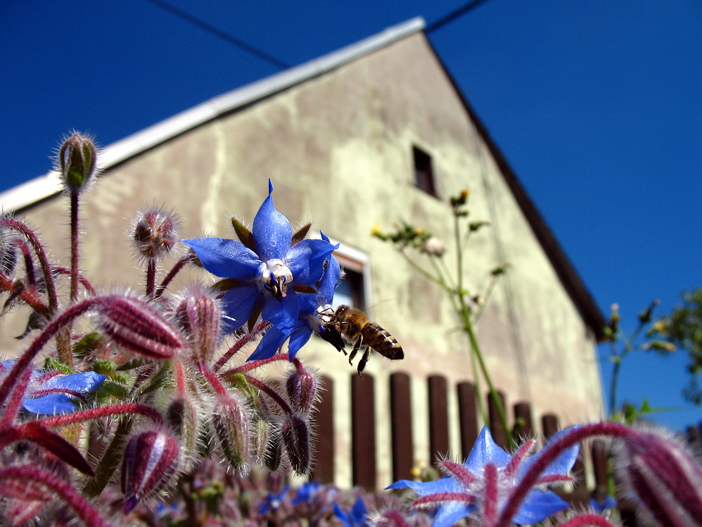 Bienchen