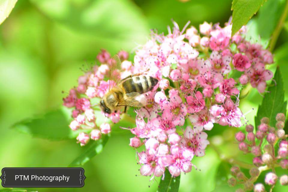 Bienchen