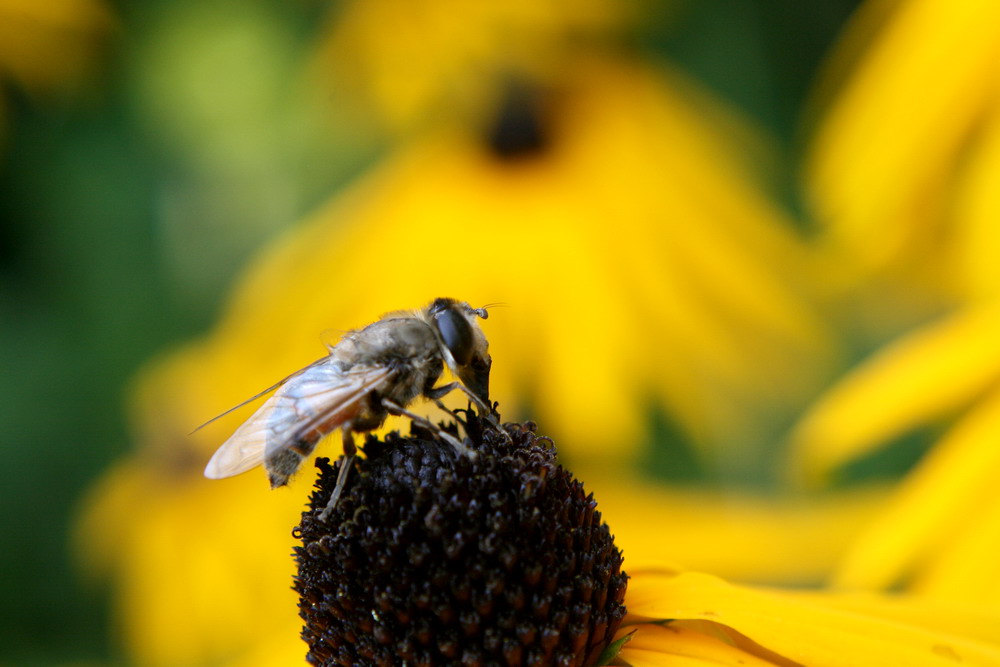 Bienchen