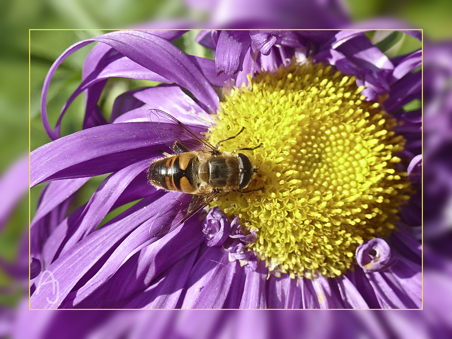 Bienchen