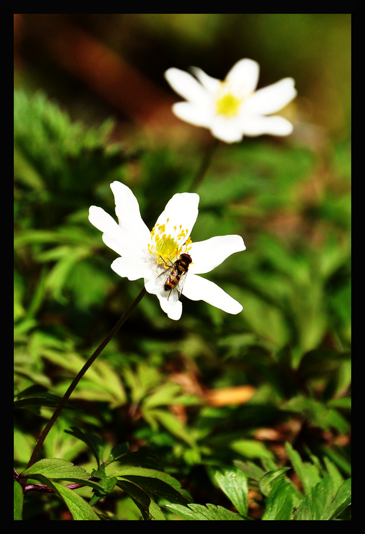 Bienchen