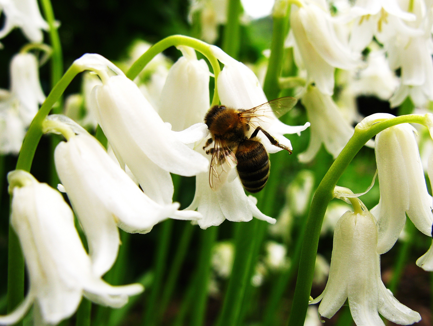 Bienchen.