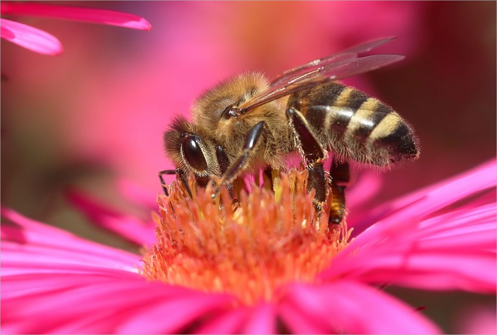 Bienchen