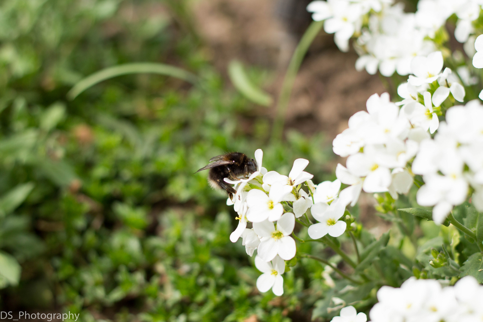 Bienchen