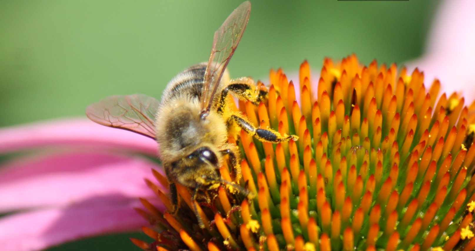 Bienchen