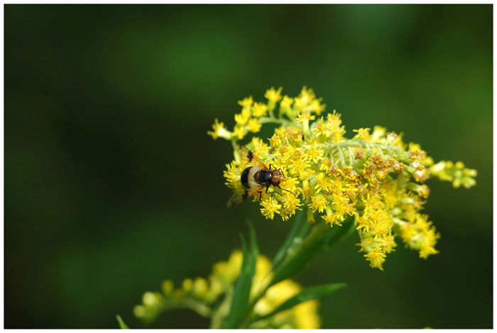 Bienchen