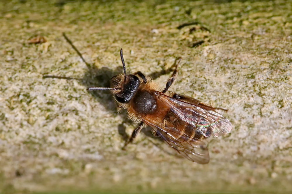 Bienchen 