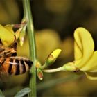 Bienchen