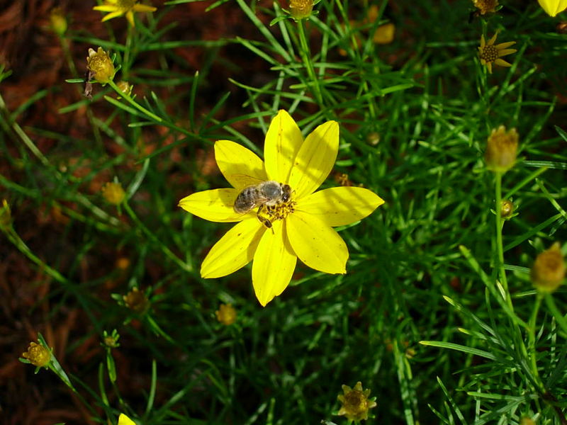 Bienchen