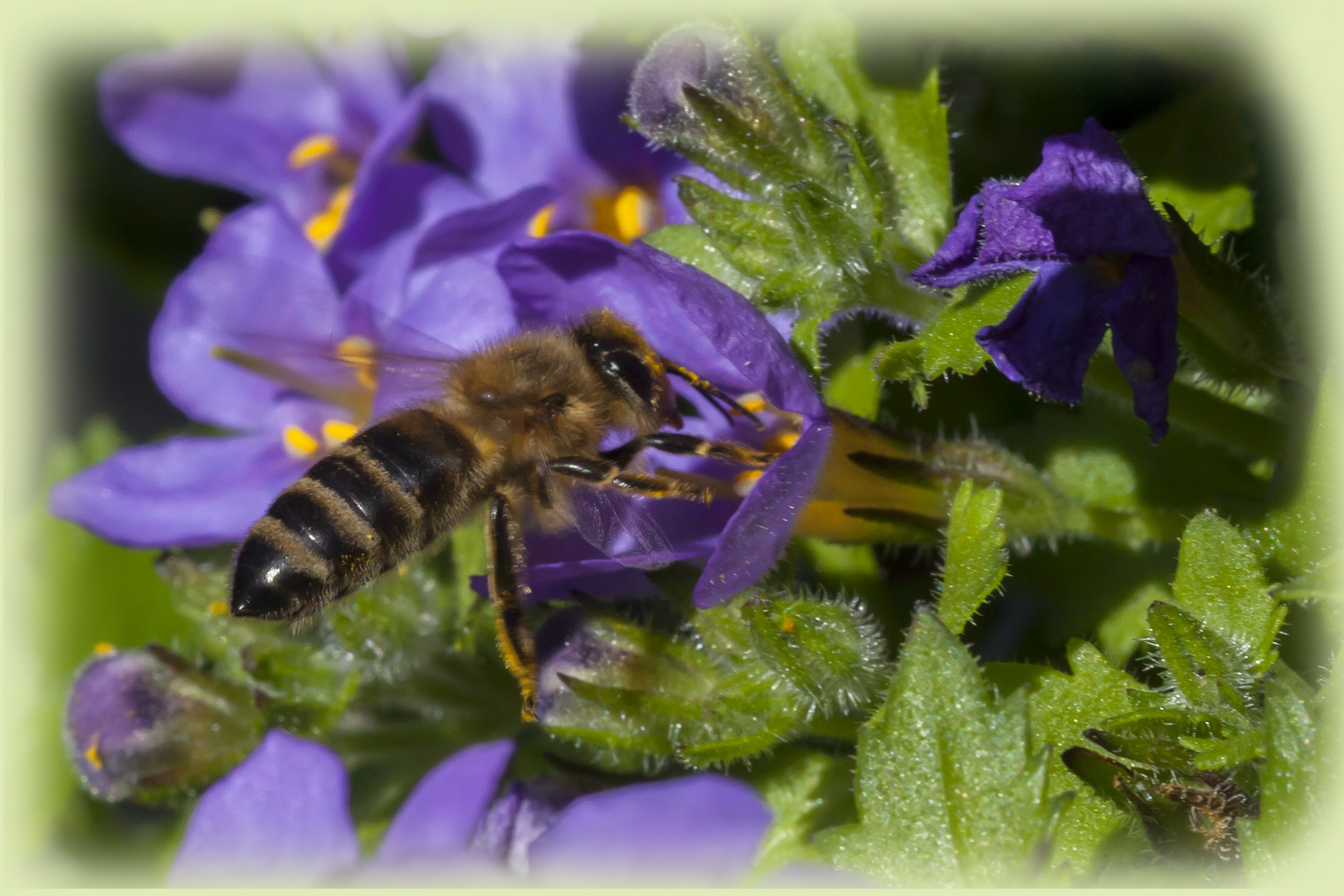 Bienchen