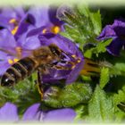 Bienchen