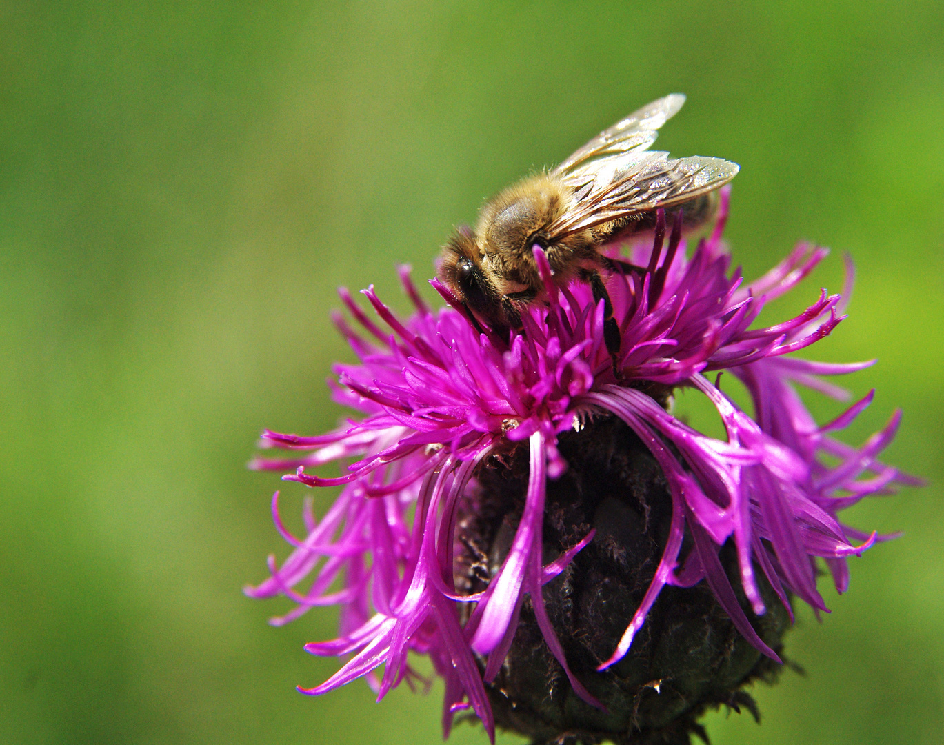 Bienchen