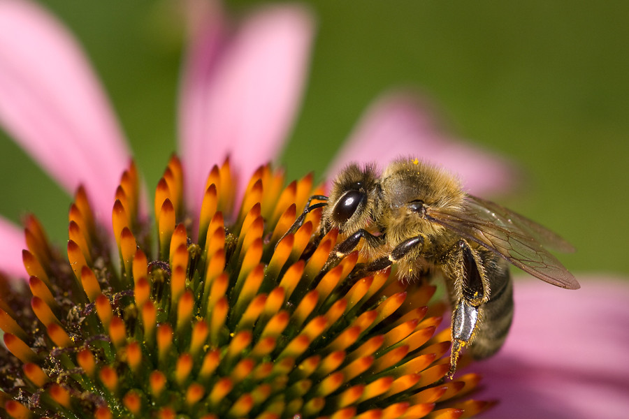 Bienchen