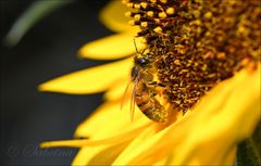 Bienchen