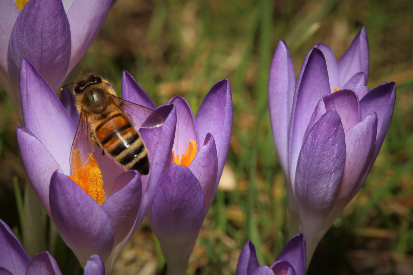 Bienchen