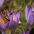 Bienchen