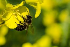 Bienchen