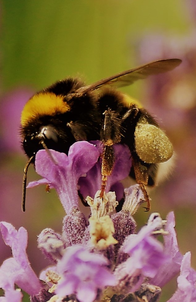 Bienchen