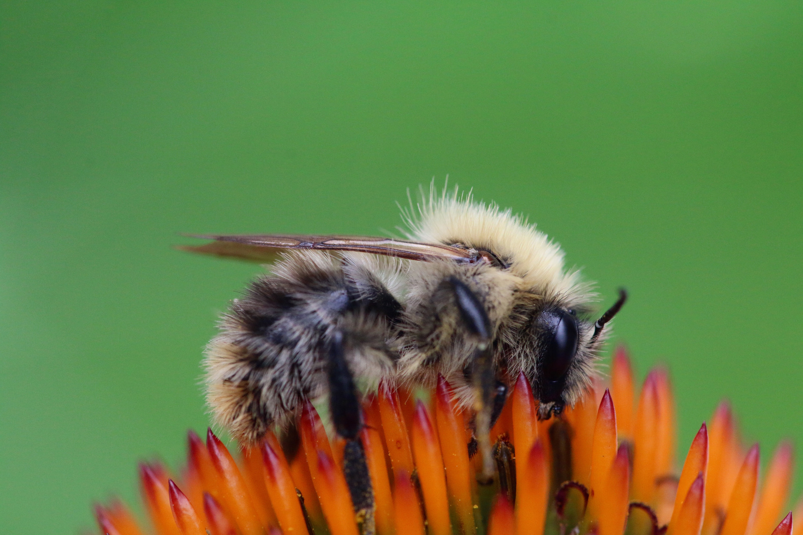 Bienchen