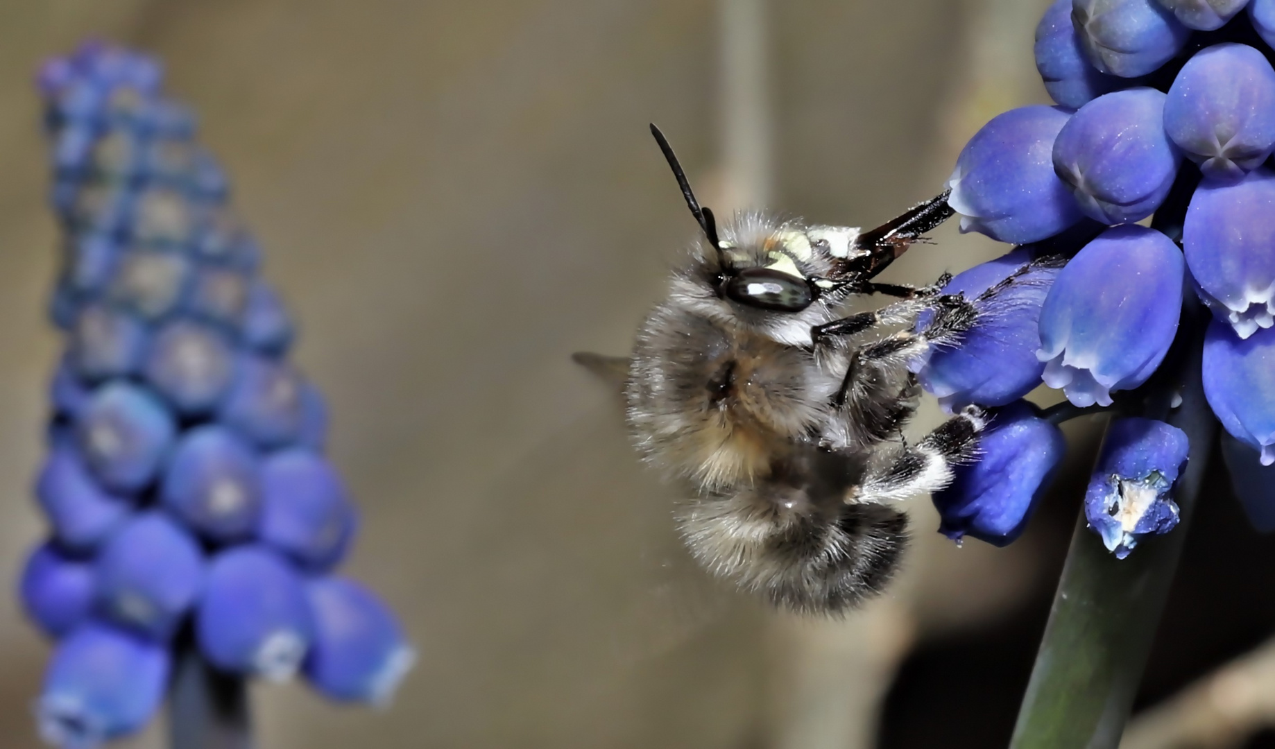 Bienchen