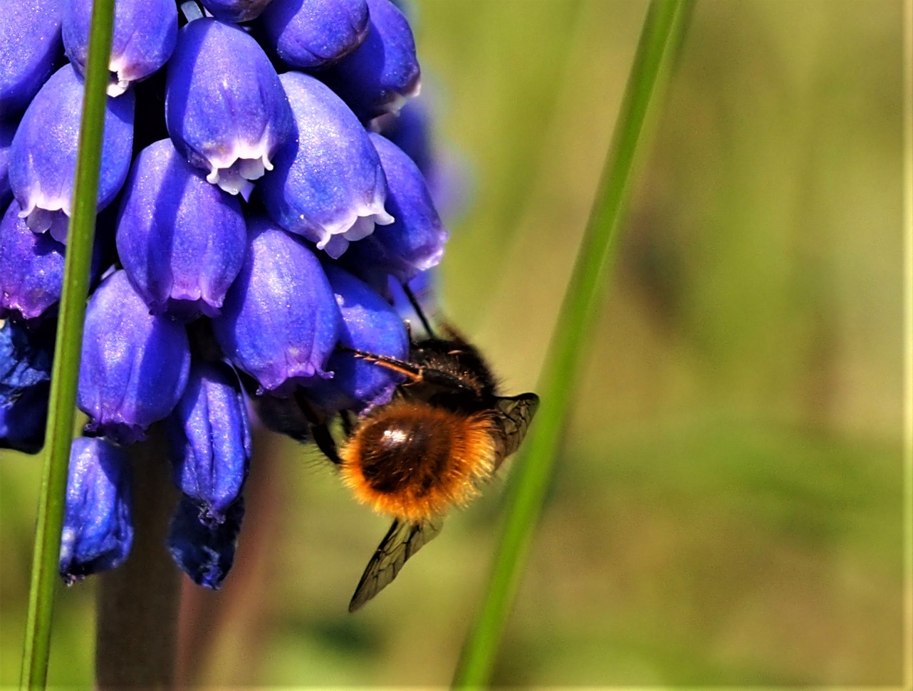 Bienchen