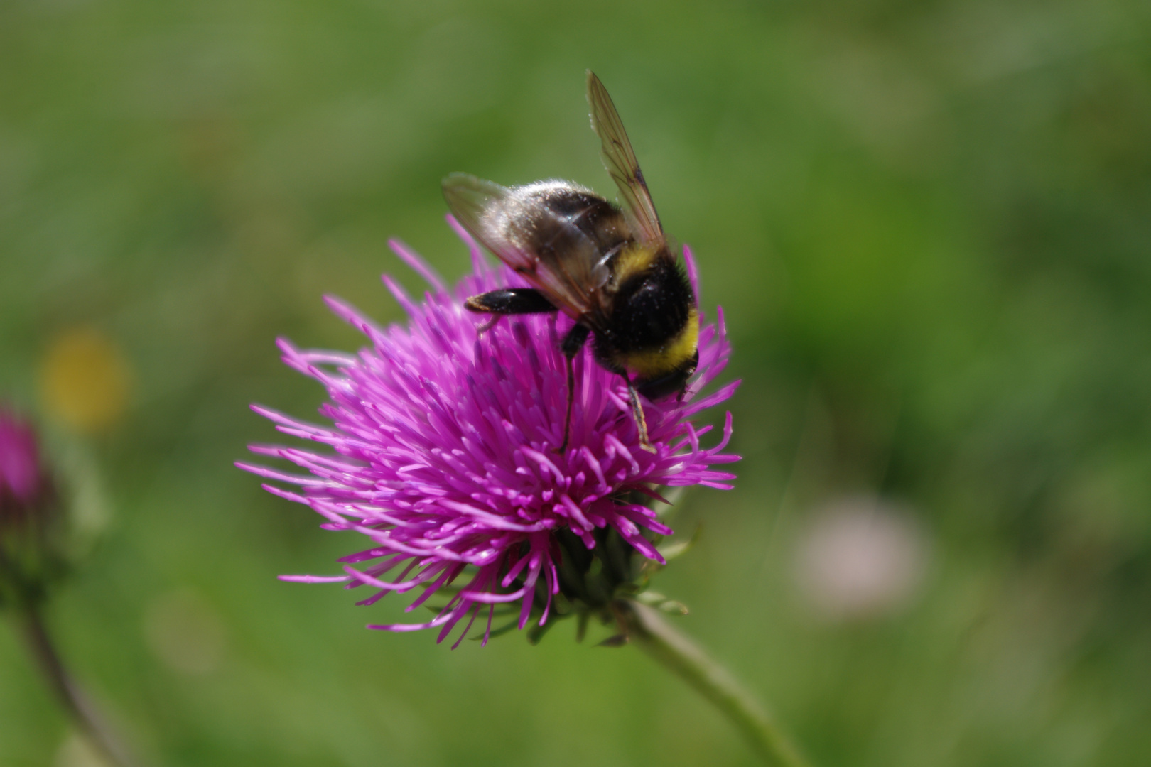 Bienchen