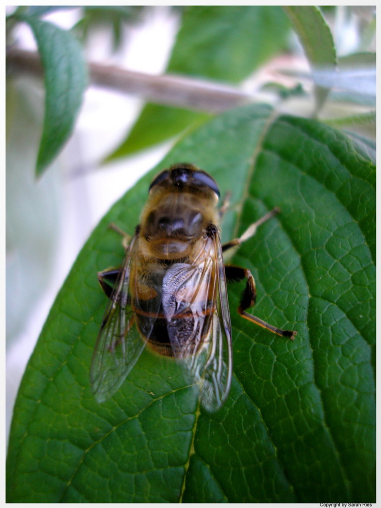 Bienchen