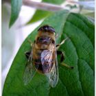 Bienchen