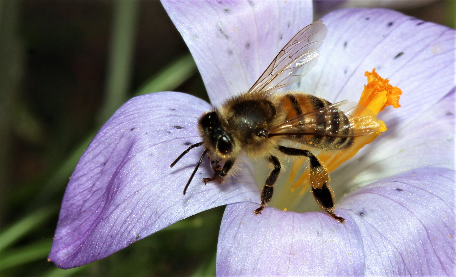 Bienchen