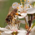 Bienchen...