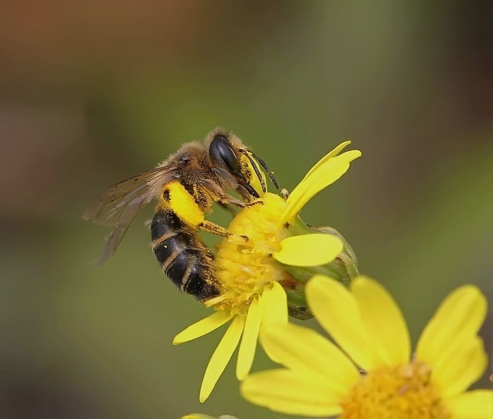 Bienchen