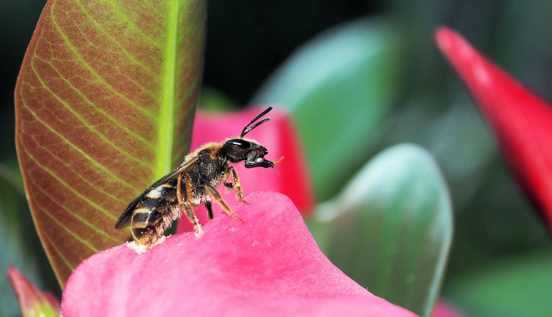 Bienchen