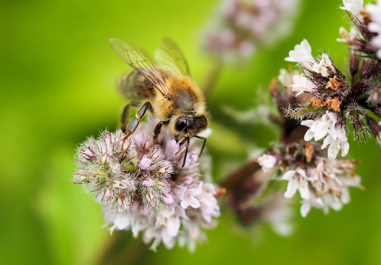 Bienchen